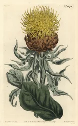 Centauree a grosse tête - jättiläiskärki tai suuripäinen keltainen centaury, Centaurea macrocephala. F. Sansom Jr.:n käsinvärinen kuparikaiverrus Sydenham Edwardsin kuvituksen jälkeen William Curtisin kasvitieteellisestä lehdestä, T. Curtis, Lontoo