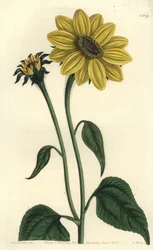 Keski-Amerikan asteriacee-lajike - Tithonia tubaeformis (Trumpettivartinen auringonkukka, Helianthus tubaeformis). S. Wattsin käsinvärinen kuparikaiverrus Miss Sarah Draken kuvituksen jälkeen Sydenham Edwardsin kasvitieteellisestä rekisteristä, Ridgeway, L