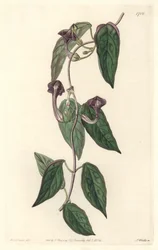 Ceropegia elegantti, kotoisin Intiasta - S. Wattsin vahva vesi Sarah Anne Draken (1803-1857) kuvituksesta kasvitieteellisestä rekisteristä