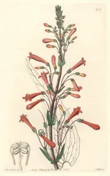 Chelonessa (tai Galanessa) on valerianinlehtiä, kotoisin Kaliforniasta – S. Watts voimakasta vettä Sarah Anne Draken (1803-1857) kuvituksesta kasvitieteellisestä rekisteristä