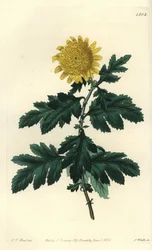 Kiinalainen kamomilla tai intialainen krysanteemi - tuplakeltainen intialainen krysanteemi, Chrysanthemum indicum var. täysistunnossa. S. Wattsin käsinvärinen kuparikaiverrus J.T. Hart Sydenham Edwardsin kasvitieteellisestä rekisteristä, Ridgeway, Lontoo