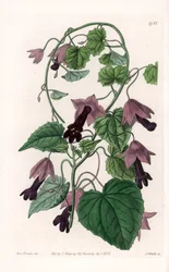 Chinese Hat - S.Wattsin kaivertama levy Sarah Anne Draken (1803-1857) kuvituksesta, Englannin Sydenham Edwardsin (1768-1819) kasvitieteellisestä rekisteristä