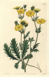 Cinquefoil dressee - rosolehtinen cinquefoil, Potentilla laciniosa. S. Wattsin käsinvärinen kuparikaiverrus M. Hartin kuvituksen jälkeen Sydenham Edwardsin kasvitieteellisestä rekisteristä, Ridgeway, Lontoo