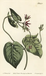 Kiipeävä maitoviini, Matelea obliqua (Virginian cynanchum, Cynanchum discolor). F. Sansom Jr.:n käsinvärinen kuparikaiverrus Sydenham Edwardsin kuvituksen jälkeen William Curtisin kasvitieteellisestä lehdestä, T. Curtis, Lontoo