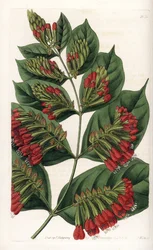 Combretum Variete, Red Flower Graphips - Kaiverrus S.Watts, Sarah Anne Draken (1803-1857) kuvituksesta, Englannin Sydenham Edwardsin (1768-1819) kasvitieteellisestä rekisteristä