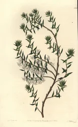 Nummi, Epicris impressa (Snowy epacris, Epicris nivalis). S. Wattsin käsinvärinen kuparikaiverrus Miss Sarah Draken kuvituksen jälkeen Sydenham Edwardsin kasvitieteellisestä rekisteristä, Ridgeway, Lontoo