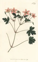 Crane bill (tai stork bill) - Lihanvärinen kurkun nokka, Erodium incarnatum. Sansomin käsinvärinen kuparikaiverrus Sydenham Edwardsin kuvituksen jälkeen William Curtisin kasvitieteellisestä lehdestä Lontoosta