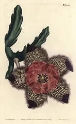 Stapelia pulvinata, Stapelia pulvinata. F. Sansom Jr:n käsin tekemä kuparipiirros Sydenham Edwardsin kuvituksen mukaan, William Curtis