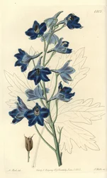 Dauphinelle tai Lark Foot - Shewy delphinium, Delphinium speciosum. S. Wattsin käsinvärinen kuparikaiverrus M. Hartin kuvituksen jälkeen Sydenham Edwardsin kasvitieteellisestä rekisteristä, Ridgeway, Lontoo