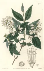 Deutzie rude, kotoisin Japanista - S. Wattsin vesiforteesta Sarah Anne Draken (1803-1857) kuvituksesta kasvitieteellisestä rekisteristä