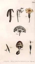 Erilaisia maljoja: primerose, lumilävistys, hasselpähkinä, cike, ruoho, sieni ja sammal. Värillinen kuparikaiverrus, Sydenham Edwardsin (1768-1819) kuvitus Lambethin kasvitieteellisen puutarhan kasvitieteellinen puutarha (Englanti)