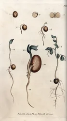 Herneen siemenen ja tarhapavun eri itämisvaiheet. Väritetty kuparikaiverrus, Sydenham Edwardsin (1768-1819) kuvitus teokseen Conferences of Botanical, Lambethin kasvitieteellinen puutarha (Englanti)