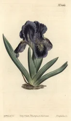 Kääpiö-Iris - Iris x binata (Purppuransininen kääpiölippu, Iris pumila var. violacea). F. Sansom Jr:n käsin värjätty kuparipiirros Sydenham Edwardsin kuvituksen mukaan, William Curtis