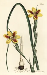 Elegantti moraea, Moraea elegans (Moraea spicata). F. Sansom Jr.:n käsinvärinen kuparikaiverrus Sydenham Edwardsin kuvituksen jälkeen William Curtisin kasvitieteellisestä lehdestä, T. Curtis, Lontoo
