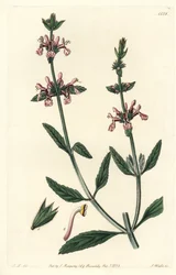 Epiary - Valkovartinen stachys, Stachys albicaulis. S. Wattsin käsinvärinen kuparikaiverrus John Lindleyn kuvituksen jälkeen Sydenham Edwardsin kasvitieteellisestä rekisteristä, Ridgeway, Lontoo
