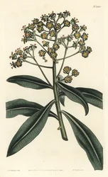 Euphorbe mellifere - Hunajakurjenpolvi tai hunajaa tuottava euphorbia, Euphorbia mellifera. F. Sansom Jr:n käsin tekemä kuparikaiverrus Sydenham Edwardsin kuvituksen mukaan, William Curtis
