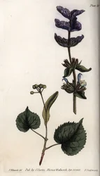 Kukkalehdet ja violetti kukkakimppu vihersalviaa (tai hormiinalviaa) ja lehmuspuita. Värillinen kuparikaiverrus, Sydenham Edwardsin (1768-1819) kuvitus Lambethin kasvitieteellisen puutarhan kasvitieteellinen puutarha (Englanti)