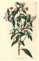 Fuschia variete - sauvahaarainen fuksia, Fuchsia bacillaris. Luonnollinen hybridi Fuchsia microphylla subsp. microphylla ja Fuchsia thymifolia subsp. thymifolia. S. Wattsin käsinvärinen kuparikaiverrus Sarah Draken kuvituksen jälkeen Sydistä