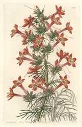 Gilie a coronope leaf tai Ipomopside elegante - S. Wattsin Water forte Sarah Anne Draken (1803-1857) kuvituksesta kasvitieteellisestä rekisteristä