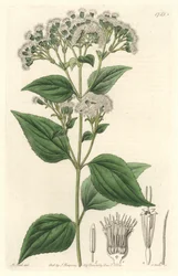 Glandular eupatorium, kotoisin Meksikosta - S. Watts vahvaa vettä M. Martin kuvituksesta kasvitieteellisestä rekisteristä