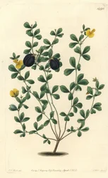 Gompholobium variete (kotoperäinen palkokasvilajike Australiaan) - paksureunainen gompholobium, Gompholobium marginatum. S. Wattsin käsinvärinen kuparikaiverrus J.T. Hart Sydenham Edwardsin kasvitieteellisestä rekisteristä, Ridgeway, Lontoo
