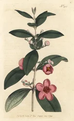 Karviainen - Myrtti vaaleanpunainen, Rhodomyrtus tomentosa (Villalehtinen myrtti, Myrtus tomentosa). Sansomin käsinvärinen kuparikaiverrus Sydenham Edwardsin kuvituksen jälkeen William Curtisin kasvitieteellisessä lehdessä, Lontoo