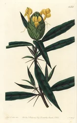 Grassgrass tac tac - Humalakukkainen barleria, Barleria lupulina. S. Wattsin käsinvärinen kuparikaiverrus Sarah Draken kuvituksen jälkeen Sydenham Edwardsin kasvitieteellisestä rekisteristä, Ridgeway, Lontoo