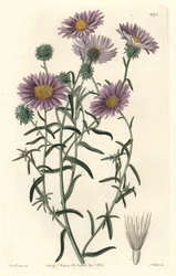 Gray Aster, alunperin Kaliforniasta - S. Watts Strong Water Sarah Anne Draken (1803-1857) kuvituksesta kasvitieteellisestä rekisteristä
