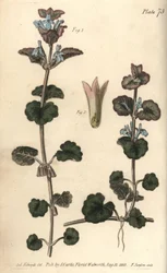 Muratti, Glechoma hederacea, Gymnospermia. F. Sansomin käsinvärinen kuparikaiverrus Sydenham Edwardsin kasvitieteellisestä kuvituksesta William Curtisin kasvitieteen luentoihin, sellaisena kuin se on toimitettu Lambethin kasvitieteellisessä puutarhassa
