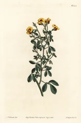 Karvainen goodia, Goodia lotifolia var. pubescens (Goodia pubescens). F. Sansom Jr:n käsin tekemä kuparipiirros Sydenham Edwardsin kuvituksen mukaan, William Curtis