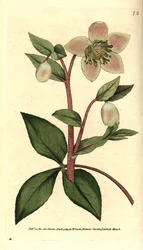 Kalpea tai musta jouluruusu (ellebore) - kalpea tai purppuranvärinen jouluruusu, Helleborus lividus. Käsin väritetty kuparikaiverrus James Sowerbyn kasvitieteellisen kuvituksen mukaan William Curtisin teoksesta The Botanical Magazine, Lambeth Marsh, Lontoo
