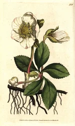 Mustajouluruusu eli jouluruusu, Helleborus niger. Käsin väritetty kuparikaiverrus Sydenham Edwardsin kasvitieteellisen kuvituksen mukaan William Curtisin teoksesta The Botanical Magazine, Lambeth Marsh, Lontoo