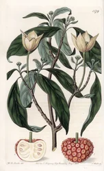 Himalajan koira - S.Wattsin kaiverrettu taulu Sarah Anne Draken (1803-1857) kuvituksesta, Englannin Sydenham Edwardsin (1768-1819) kasvitieteellisestä rekisteristä
