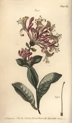 Kuusama, Lonicera caprifolium, Monogynia. F. Sansomin käsinvärinen kuparikaiverrus Sydenham Edwardsin kasvitieteellisestä kuvituksesta William Curtisin kasvitieteen luentoihin, sellaisena kuin se on toimitettu Lambethin kasvitieteellisessä puutarhassa