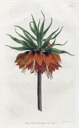 Imperial Fritillary tai Imperial Crown - Sydenham Edwardsin litografia (1768-1819), levy William Curtisin kasvitieteellisestä lehdestä (1746-1799)