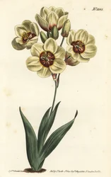 Ixia abbreviata (kermanvärinen täplikäs ixia, Ixia maculata v. ochroleuca). F. Sansom Jr.:n käsinvärinen kuparikaiverrus Sydenham Edwardsin kuvituksen jälkeen William Curtisin kasvitieteellisestä lehdestä, T. Curtis, Lontoo