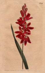 Ixia karmiininpunainen tai vanhentunut kukka, väri tumma ecarlate. Crimson ixia tai levittyvä-kukkainen ixia, jossa on syvät karmiininpunaiset kukat. Ixia patens. Käsinvärinen kuparikaiverrus Sydenham Edwardsin kasvitieteellisestä kuvituksesta William Curt