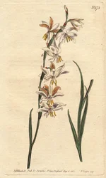 Ixiassa on valkoiset, keltaiset ja oranssit suonet. Nyökkäyskukkainen ixia, jossa on valkoisia, oransseja ja keltaisia suonikukkia. Ixia radiata. Käsinvärinen kuparikaiverrus Sydenham Edwardsin kasvitieteellisestä kuvituksesta William Curtisin "" Botanical