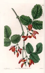Kennedia macrophylla, Australiasta kotoisin oleva kasvi, harvinainen uhanalainen laji - S. Wattsin kaivertama levy, Sarah Anne Draken (1803-1857) kuvituksesta, Englannin Sydenham Edwardsin (1768-1819) kasvitieteellisestä rekisteristä