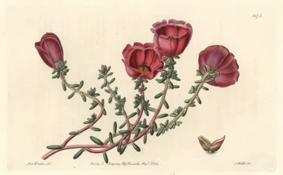 Isokukkainen purslane tai yhdentoista tunnin ritari, kotoisin Chilestä - S. Watts vahvaa vettä Sarah Anne Draken (1803-1857) kuvituksesta kasvitieteellisestä rekisteristä