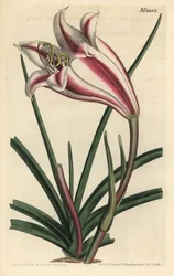 Liljamuunnos - Cape coast lily, Crinum ornatum (Amaryllis ornata). F. Sansom Jr:n käsin värjätty kuparipiirros Sydenham Edwardsin kuvituksen mukaan, William Curtis
