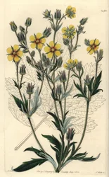 Pitkälehtinen cinquefolia variete - Potentilla longifolia (Viscid cinquefolia, Potentilla viscosa). S. Wattsin käsinvärinen kuparikaiverrus M. Hartin kuvituksen jälkeen Sydenham Edwardsin kasvitieteellisestä rekisteristä, Ridgeway, Lontoo