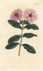 Madagaskarin periwinkle - Madagaskarin periwinkle, Catharanthus roseus (Vinca rosea). Sansomin käsin tekemä kuparikaiverrus Sydenham Edwardsin kuvituksen mukaan, William Curtis