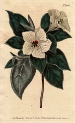 Melhania Saint Helena valkoisilla kukilla.St. Helena Punainen puu valkoisilla kukilla. Melhania erythroxylon. Käsinvärinen kuparikaiverrus Sydenham Edwardsin kasvitieteellisestä kuvituksesta William Curtisin "" Botanical Magazine -lehdestä" 1790-1800.