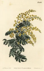 Mimosa - Untuvainen, Acacia pubescens, haavoittuva (Karvavartinen mimosa, Mimosa pubescens). F. Sansom Jr.:n käsinvärinen kuparikaiverrus Sydenham Edwardsin kuvituksen jälkeen William Curtisin kasvitieteellisestä lehdestä, T. Curtis, Lontoo