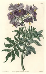 Morelle (Solanum), kotoisin Chilestä – S. Wattsin vahva vesi Sarah Anne Draken (1803-1857) kuvituksesta kasvitieteellisestä rekisteristä