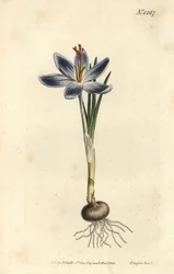 Vuorikrookus, Crocus serotinus. F. Sansom Jr.:n käsinvärinen kuparikaiverrus Sydenham Edwardsin kuvituksen jälkeen William Curtisin kasvitieteellisestä lehdestä, T. Curtis, Lontoo