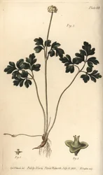 Muskroot, Adoxa moschatellina, Tetragynia, kukka 1 ja emi 2,3. F. Sansomin käsinvärinen kuparikaiverrus Sydenham Edwardsin kasvitieteellisestä kuvituksesta William Curtisin kasvitieteen luentoihin, sellaisena kuin se on toimitettu Lambethin kasvitieteellis
