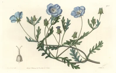 Namophile maculee, alunperin Kaliforniasta - S. Wattsin Water forte Sarah Anne Draken (1803-1857) kuvituksesta kasvitieteellisestä rekisteristä