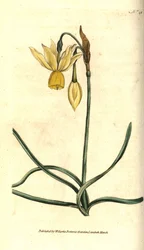 Narcissus - Heijastunut narsissi, Narcissus triandrus. Käsinvärinen kuparikaiverrus James Sowerbyn kasvitieteellisen kuvituksen mukaan William Curtisin The Botanical Magazinesta, Lambeth Marsh, Lontoo